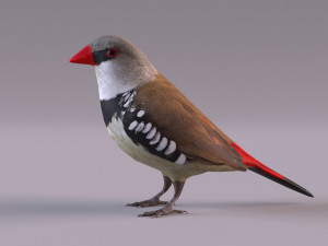 Diamond Firetail Finch 3D Model