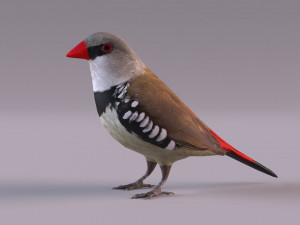 Diamond Firetail Finch 3D Model