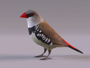 Diamond Firetail Finch 3D Model