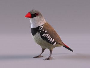 Diamond Firetail Finch 3D Model