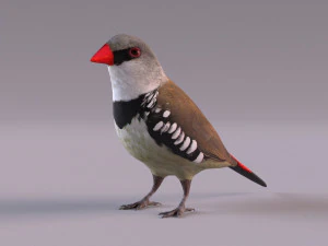 Diamond Firetail Finch 3D Model