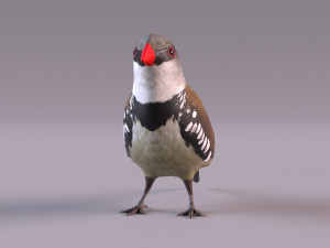 Diamond Firetail Finch 3D Model