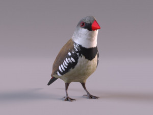 Diamond Firetail Finch 3D Model
