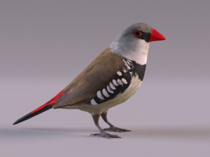Diamond Firetail Finch 3D Model