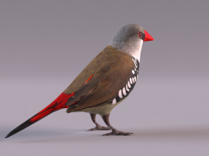 Diamond Firetail Finch 3D Model