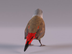 Diamond Firetail Finch 3D Model
