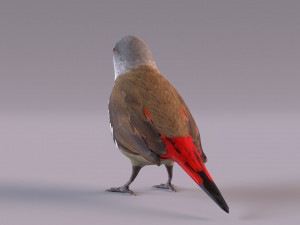 Diamond Firetail Finch 3D Model