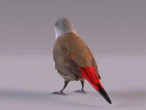 Diamond Firetail Finch 3D Model