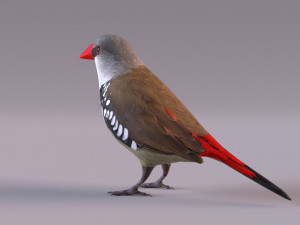Diamond Firetail Finch 3D Model