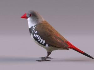 Diamond Firetail Finch 3D Model