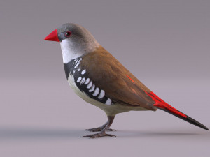 Diamond Firetail Finch 3D Model