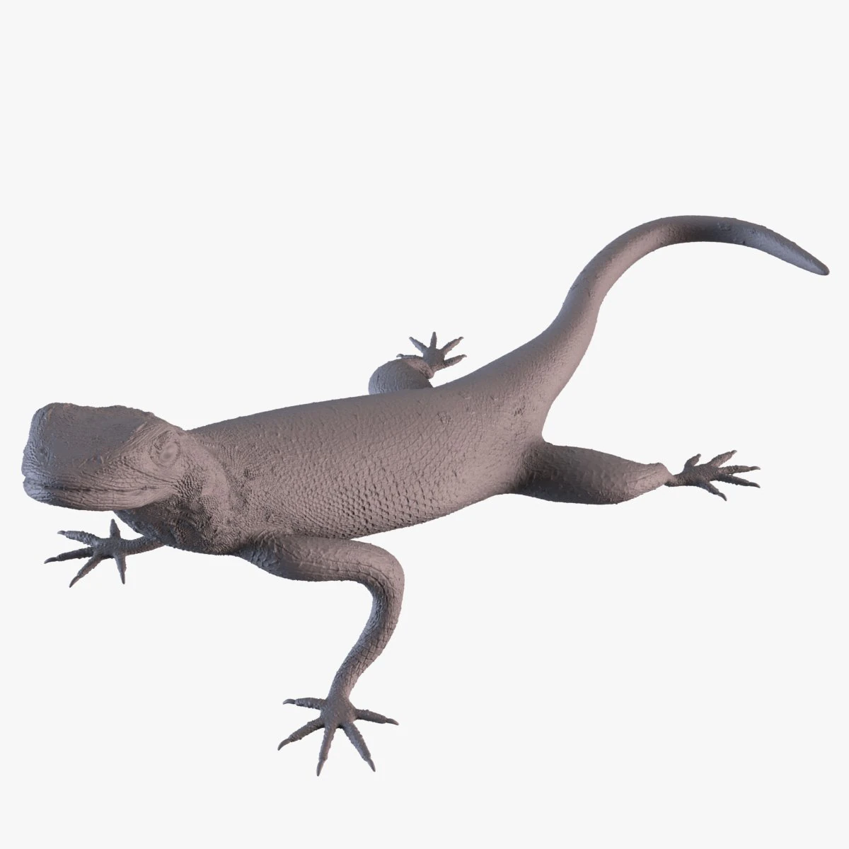 Rock Agama printable 3D Print Model .c4d .max .obj .3ds .fbx .stl .blend 