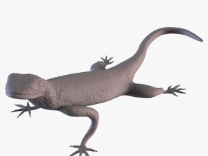 Rock Agama printable Model do druku 3D