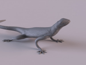 Rock Agama printable 3D Baskı Modeli