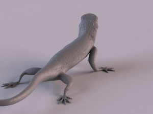 Rock Agama printable 3D Baskı Modeli