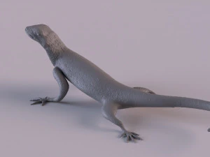 Rock Agama printable 3D Print Model