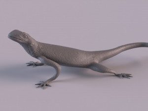 Rock Agama printable 3D Baskı Modeli