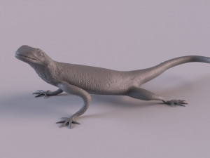 Rock Agama printable 3D Baskı Modeli