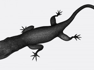 Rock Agama printable 3D Baskı Modeli