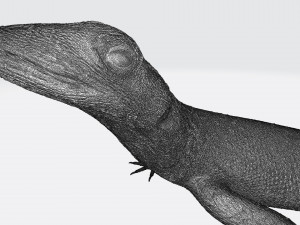 Rock Agama printable 3D Baskı Modeli