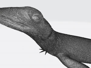 Rock Agama printable 3D Print Model