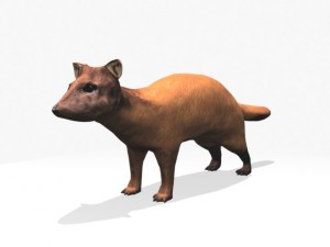 marten 3D Model