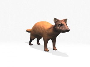 marten 3D Model