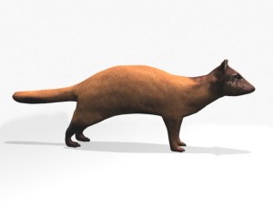 marten 3D Model
