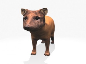 marten 3D Model