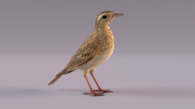Pipit 3D 모델 .c4d .max .obj .3ds .fbx .stl .blend 
