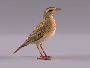 Pipit 3D 모델