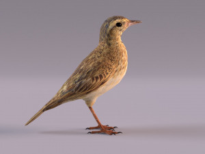 Pipit 3D 모델