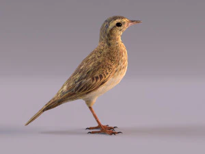 Pipit 3D Model
