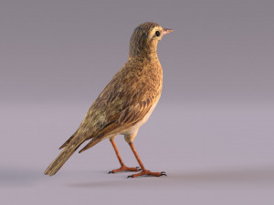 Pipit 3D 모델