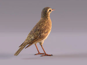Pipit 3D Model