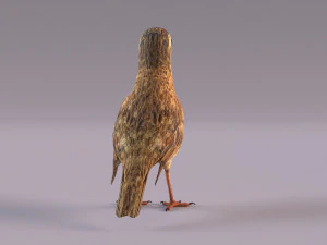 Pipit 3D Model