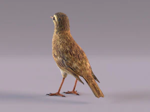 Pipit 3D Model