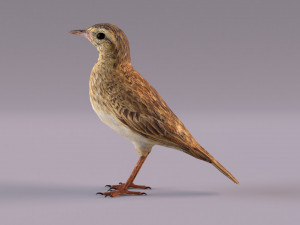 Pipit 3D 모델