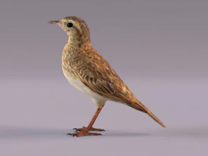 Pipit 3D Model