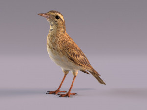 Pipit 3D 모델