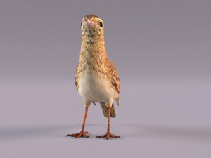Pipit 3D 모델