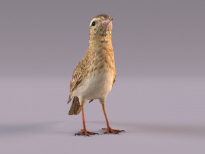 Pipit 3D 모델