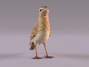 Pipit 3D Model