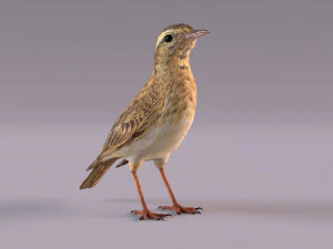 Pipit 3D Model