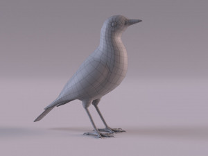 Pipit 3D 모델