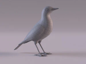 Pipit 3D Model