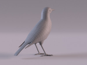Pipit 3D 모델
