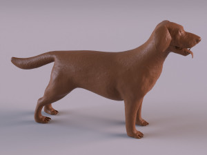 Labrador Modelo de Impressão 3D