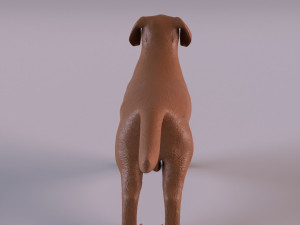 Labrador Modelo de Impressão 3D