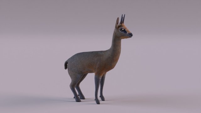 Klipspringer 3D-Modell .c4d .max .obj .3ds .fbx .stl .blend 